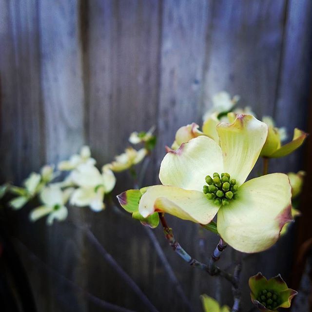 Instagram Photo Contest: "Spring in Napa Valley"